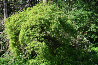 10 Upright GREEN LACELEAF MAPLE Japanese Seiryu Acer Palmatum Dissectum Viridis Tree Seeds